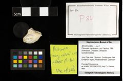 Foto (Objekt + Etiketten) von Pithonoton marginatum n.sp. (Patrulius, 1966) 